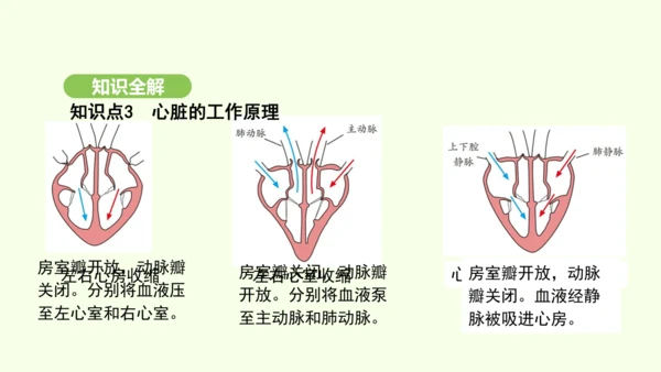 第四单元-第四章-第三节 输送血液的泵——心脏（第1课时）课件-2024-2025学年七年级生物下学