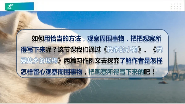 部编版语文三年级上册：第五单元习作例文我家的小狗vs我爱故乡的杨梅   课件（共22张PPT）