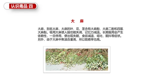 珍爱生命世界禁毒日PPT