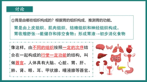 第一单元第三章从细胞到生物体（复习课件）-七年级生物上册同步教学精制课件（人教版2024）(共44张