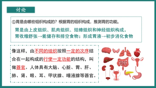 第一单元第三章从细胞到生物体（复习课件）-七年级生物上册同步教学精制课件（人教版2024）(共44张