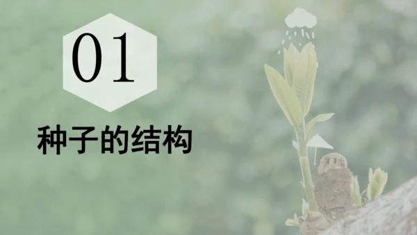 人教版（2024）七年级上册2.1.2 种子植物 课件(共32张PPT)+视频素材