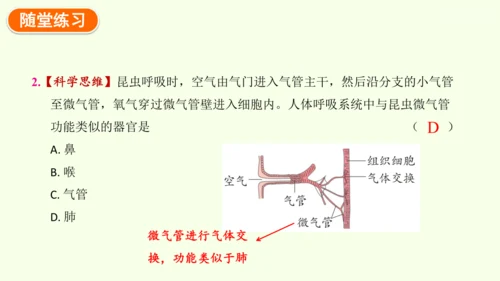 4.3.1 呼吸道对空气的处理-七年级生物下学期同步精品课件（2024人教版）(共26张PPT)