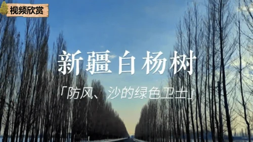 15 白杨礼赞 课件