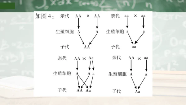第2章 生物的遗传与变异（复习课件）-八年级生物下册章末知识总结 检测卷（人教版）(共19张PPT)