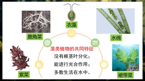 3.1.1 藻类、苔藓和蕨类植物 课件 人教版生物七年级上册(共27张PPT)