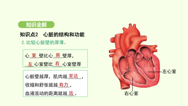 第四单元-第四章-第三节 输送血液的泵——心脏（第1课时）课件-2024-2025学年七年级生物下学