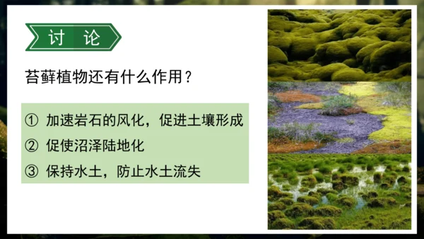 3.1.1 藻类、苔藓和蕨类植物 课件 人教版生物七年级上册(共27张PPT)