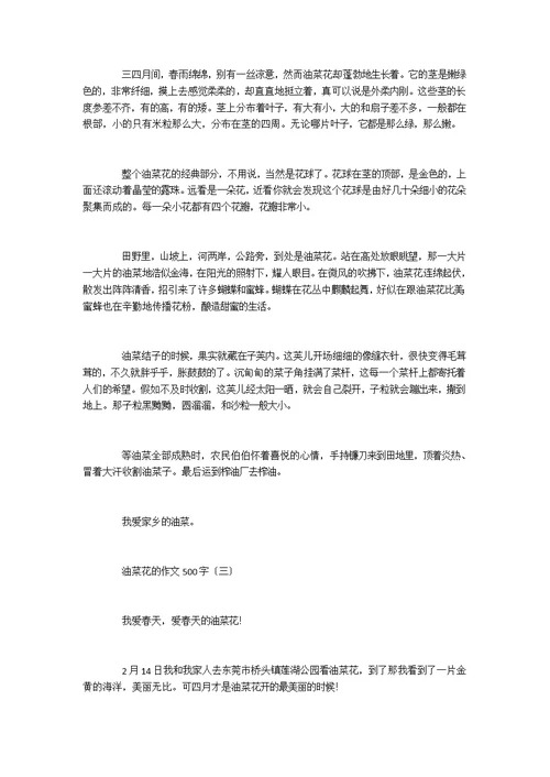 油菜花的作文500字