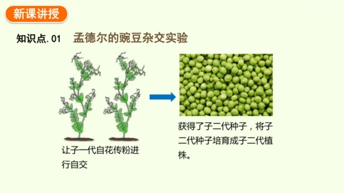 7.2.3基因的显性和隐性-八年级生物人教版下学期同步精品课件(共36张PPT)