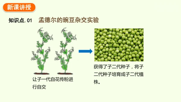 7.2.3基因的显性和隐性-八年级生物人教版下学期同步精品课件(共36张PPT)