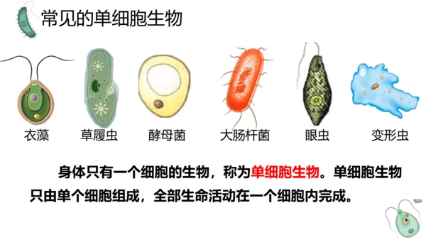 人教版生物七年级上册1.3.4 单细胞生物 教学课件（共22张ppt）+视频素材