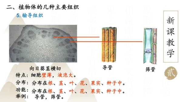2.2.3 植物体的结构层次2023-2024学年七年级生物上册精品课件（人教版）(共18张PPT)