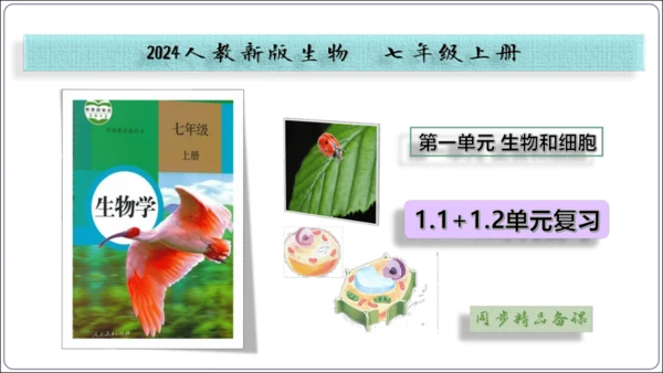 1.1&1.2 认识生物和细胞（复习课件）【2024人教新版七上生物高效完全备课】(共44张PPT)