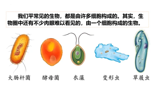 人教版七年级生物上册（2024）1.3.4 单细胞生物 课件(共22张PPT)+视频素材