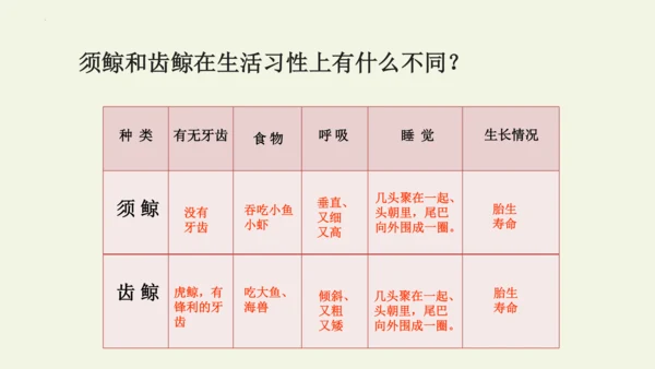 部编版 五年级语文上册第五单元习作例文 《鲸》（课件）