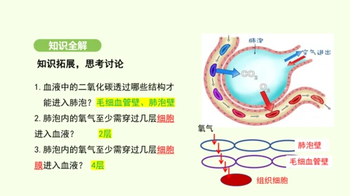 第四单元-第三章-第二节-发生在肺内的气体交换（第2课时）课件-2024-2025学年七年级生物下学