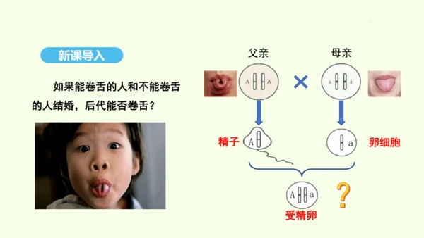 7.2.3基因的显性和隐性课件-人教版生物八年级下册(共31张PPT)