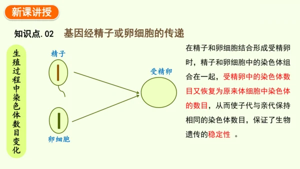 7.2.2基因在亲子代间的传递-八年级生物人教版下学期同步精品课件(共24张PPT)