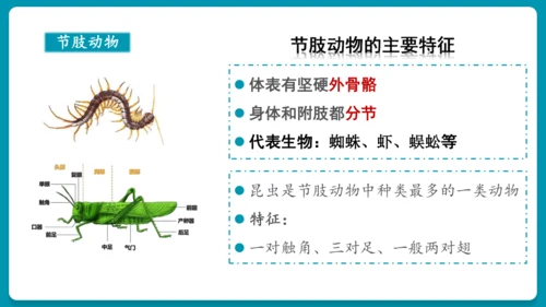 第一章动物的主要类群（复习课件）-八年级生物上册同步教学精制课件（人教版）(共25张PPT)