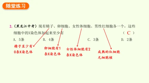 7.2.4人的性别遗传-八年级生物人教版下学期同步精品课件(共28张PPT)