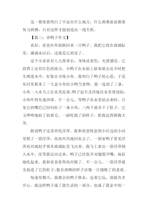 养鸭子作文0.docx