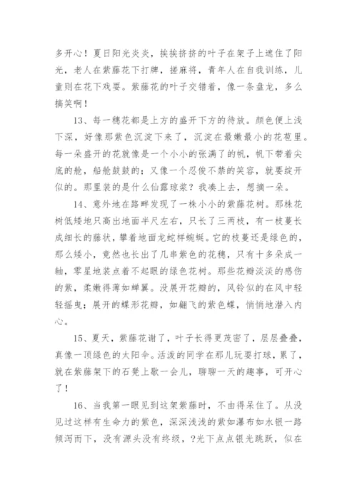 描写紫藤花的句子.docx