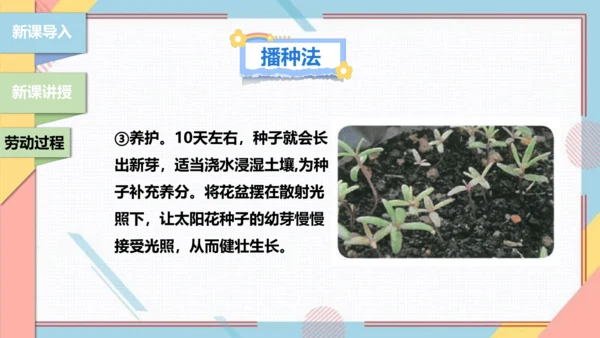 【北师大版】二年级《劳动实践指导手册》第11课《一起来种太阳花》课件
