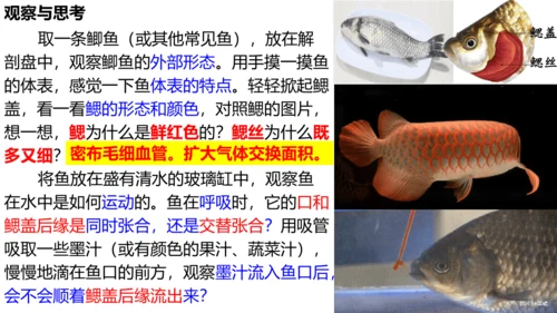 人教版生物八年级上册5.1.4《鱼》课件(共17张PPT)