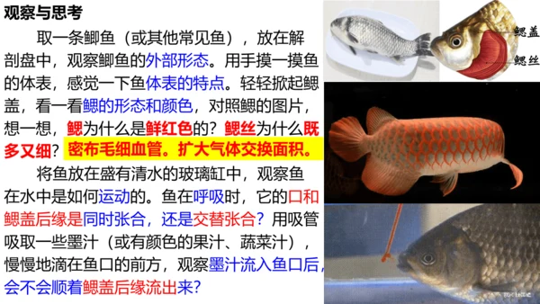 人教版生物八年级上册5.1.4《鱼》课件(共17张PPT)