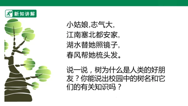 第三课《认识身边的树》课件