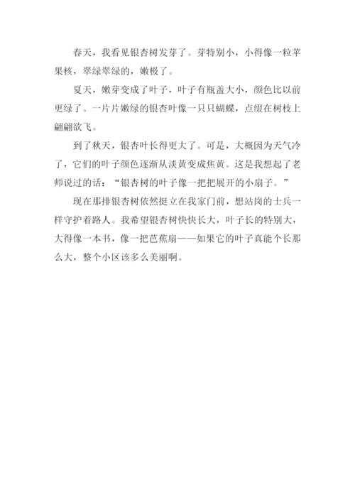 美丽的银杏树作文350字.docx