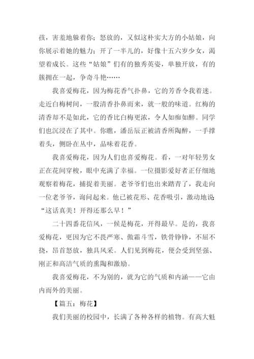 梅花的作文550字.docx