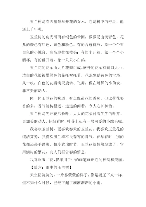 关于玉兰树的作文.docx