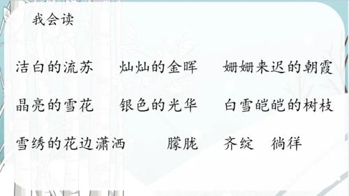 《11.白桦》课件