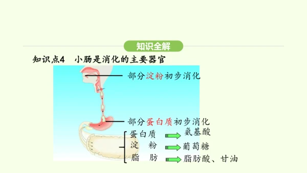 第四单元-第二章-第二节 第2课时 食物的吸收课件-2024-2025学年七年级生物下学期人教版(2