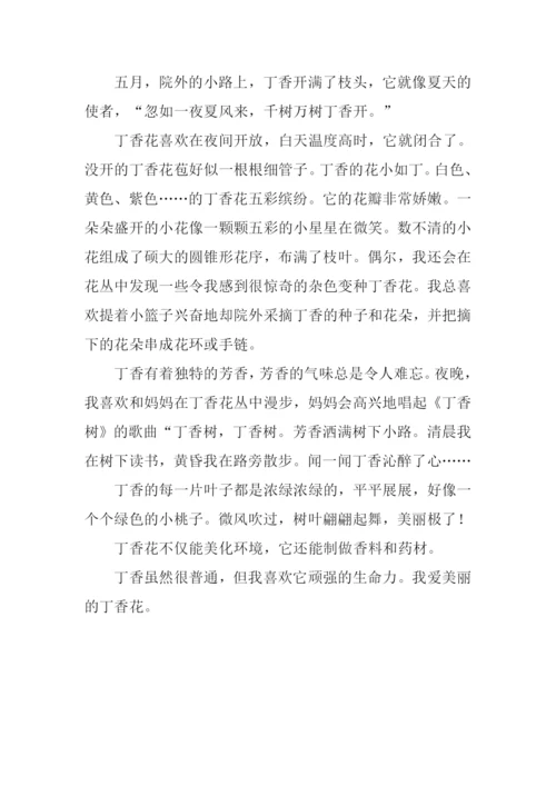 写丁香花的作文.docx