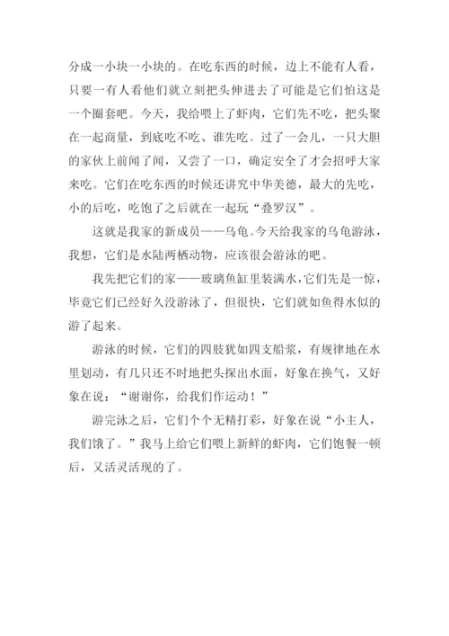 三年级作文观察动物.docx