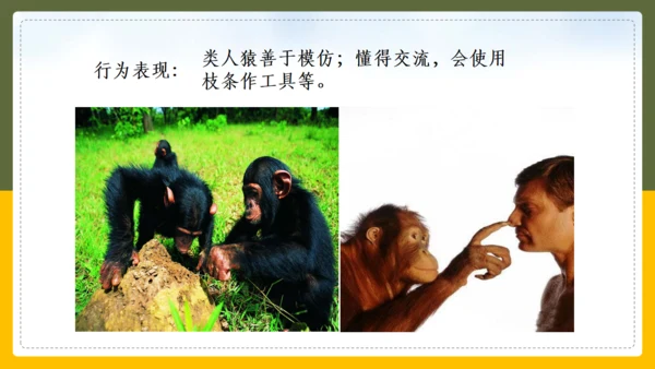 人类的起源和进化生物课通用PPT课件