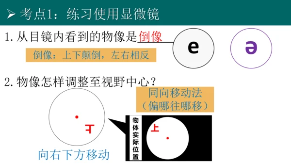 七上 第二单元生物体的结构层次-复习课件(共35张PPT)