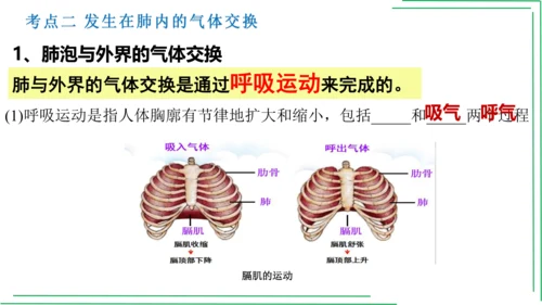 七年级下册 第三章 人体的呼吸【2023春人教七下生物期中期末复习课件】(共28张PPT)
