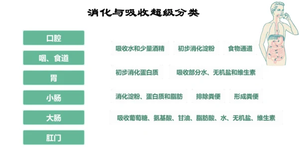 人教版（新课程标准）七年级下册4.2.2 消化和吸收课件(共22张PPT)