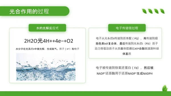 绿色清新风植物的光合作用PPT模板