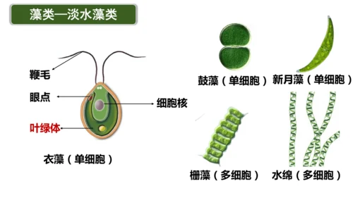 2.1.1藻类、苔藓植物和蕨类植物-七年级生物上学期同步优质课件（人教版2024）(共26张PPT)