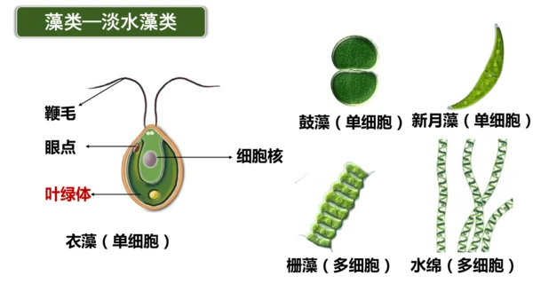 2.1.1藻类、苔藓植物和蕨类植物-七年级生物上学期同步优质课件（人教版2024）(共26张PPT)