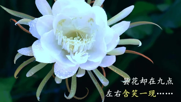 13《花钟》（课件）