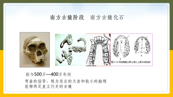 人类的起源和进化生物课通用PPT课件