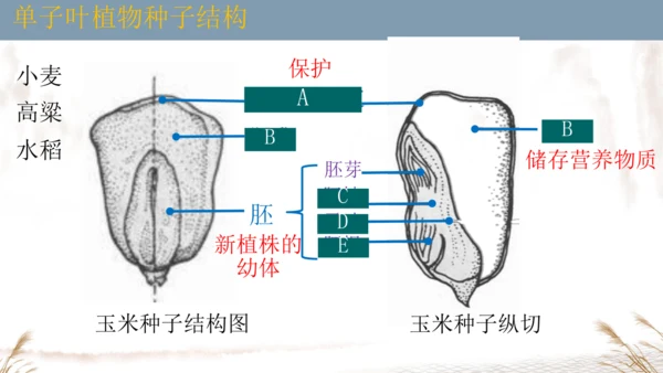 人教版七上2024第二单元复习课件(共20张PPT)