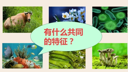 人教版（2024）七年级上册1.1.1 观察周边环境中的生物 课件(共20张PPT)
