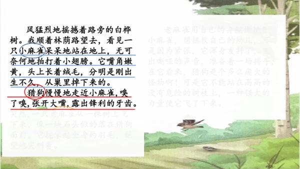 第16课《麻雀》课件
